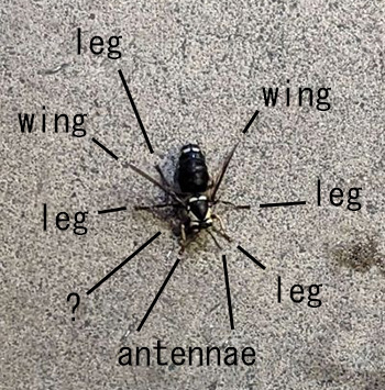 a hornet standing on concrete. most of the appendages are labeled.
